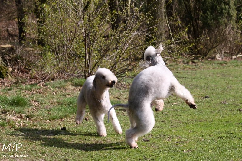 2011-04-02 Aveline Alanna Svet (18).jpg - Arc-en-ciel Alanna & Airis Blue Volshebny Svet